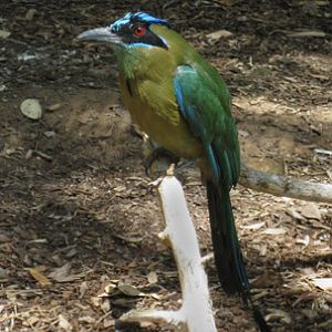 blue crowned mot mot