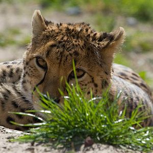Lazy Cheetah