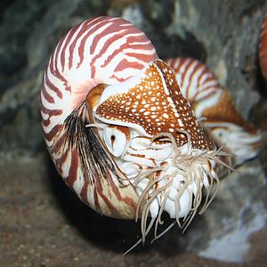 Nautilus