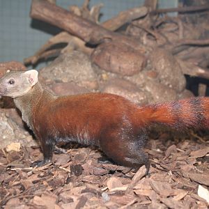 Ring-tailed vontsira