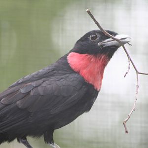 Purple-throated fruit crow