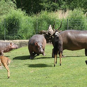 Hippo and nyala