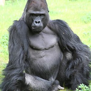Silverback gorilla
