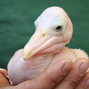 Austrailian pelican chick