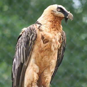 Bearded vulture