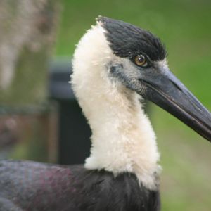 Woolly necked stork