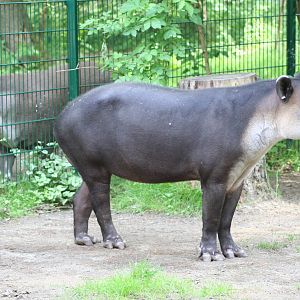 Baird's and lowland tapir