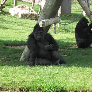 Male Gorilla - Nasibu 2011