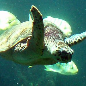Green Turtle (Chelonia mydas)