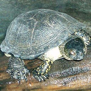 European Pond Turtle (Emys orbicularis)