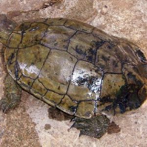 Spanish Terrapin (Mauremys leprosa)