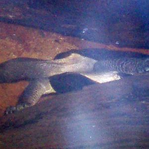 Asian Leaf Turtle (Cyclemys dentata)