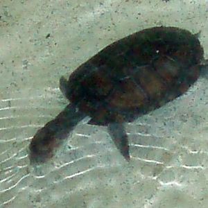 African Helmeted Turtle (Pelomedusa subrufa)