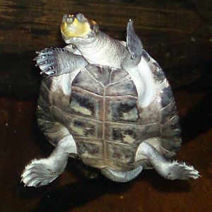 Yellow-spotted Amazon River Turtle (Podocnemis unifilis)