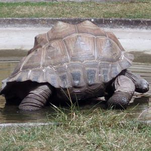 Seychelles Giant Tortoise (Dipsochelys hololissa)