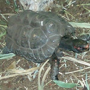 Red-footed Tortoise (Geochelone carbonaria)