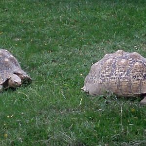 Leopard Tortoise (Geochelone pardalis)