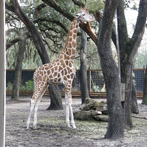 giraffe