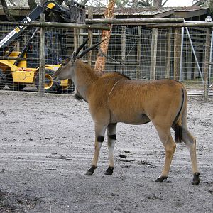 common eland
