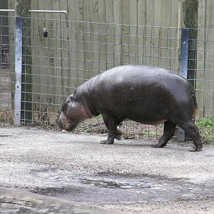 pygmy hippo