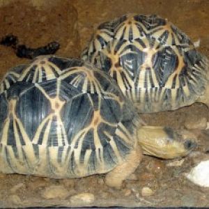 Radiated Tortoise (Geochelone radiata)