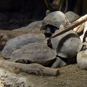 Asian Giant Tortoise (Manouria emys)