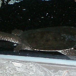 Chinese Soft-shelled Turtle (Pelodiscus sinensis)