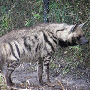 striped hyena