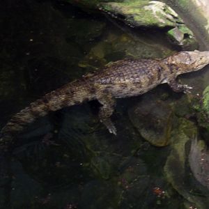 Spectacled Caiman (Caiman crocodrilus)