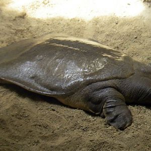 Nile Soft-shelled Turtle (Trionyx triunguis)