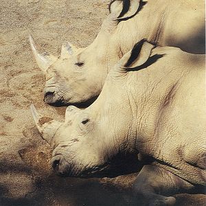 White Rhinoceros - 1999