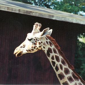 Reticulated Giraffe - 1999