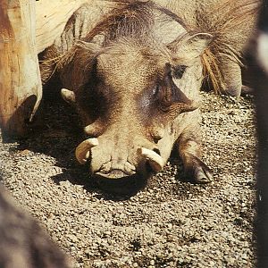 Warthog - 1999