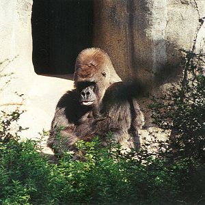 Lowland Gorilla - 1999