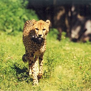 Cheetah - 1999
