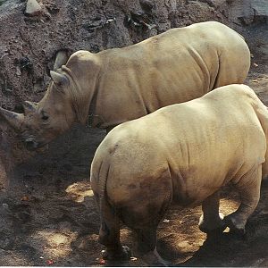 White Rhinoceros - 1999
