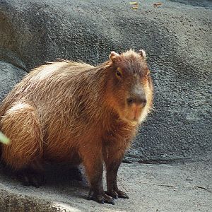 Capybara - 1999