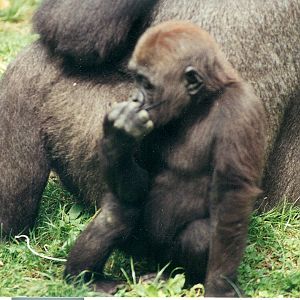 Baby Gorilla - 1999