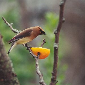 Cedar Waxwing - 1999
