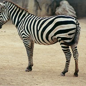 Grant's Zebra - 1999