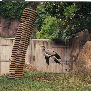 Secretary Bird - 1999