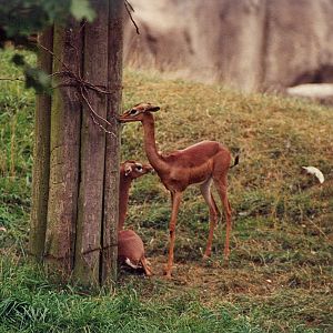 Gerenuk - 1999