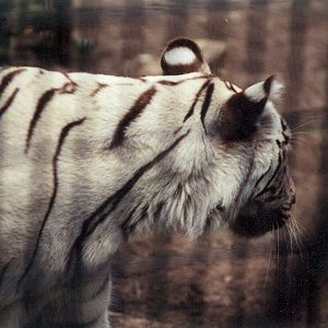 White Tiger - 1999