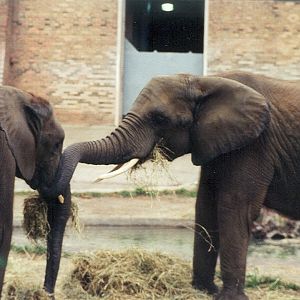 African Elephants - 1999
