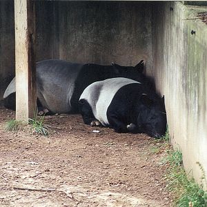 Malayan Tapirs - 1999