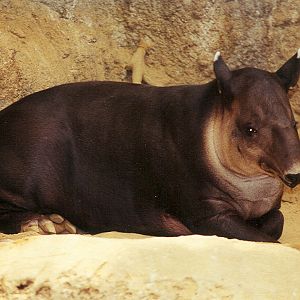 Baird's Tapir - 1999