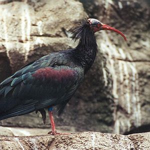 Waldrapp Ibis - 1999