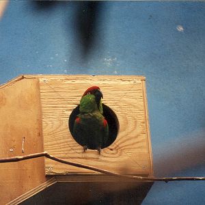 Thick-billed Parrot - 1999
