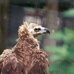 Cinerous Vulture - 1999