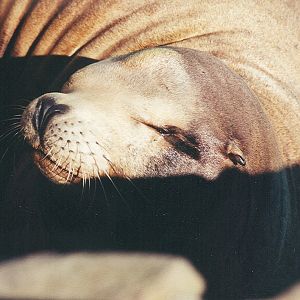 Sea Lion - 1999